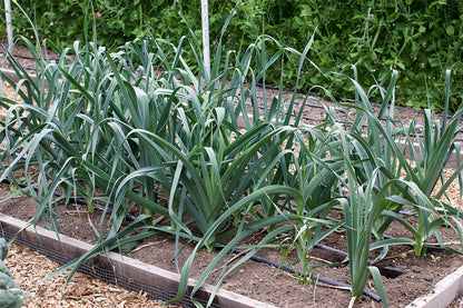 a raised garden bed planted with leeks