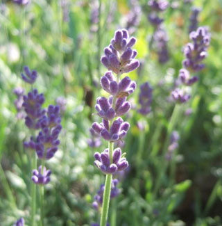 Lavender Hidcote