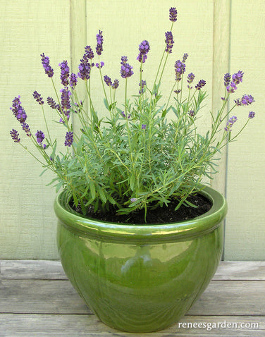 French Perfume Lavender