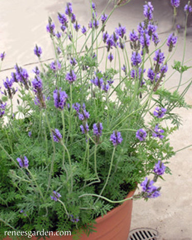 Fernleaf Lavender