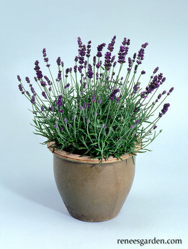 French Perfume Lavender