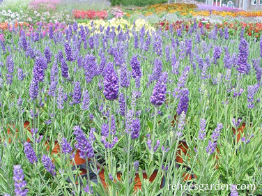 French Perfume Lavender