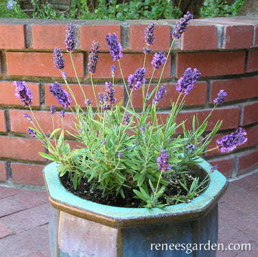 French Perfume Lavender