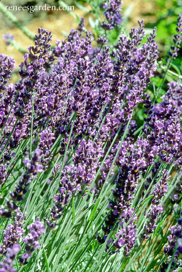 Lavender Hidcote