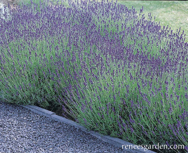 Lavender Hidcote