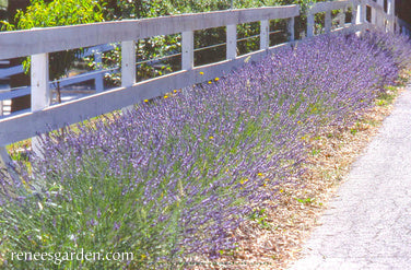 Munstead English Lavender