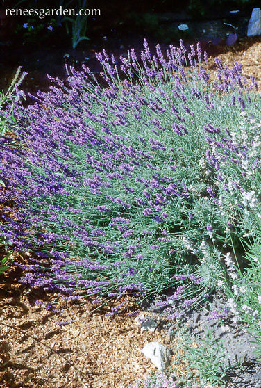 Munstead English Lavender