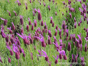 Purple Ribbons