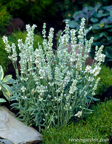 White Ice Lavender