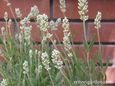 White Ice Lavender