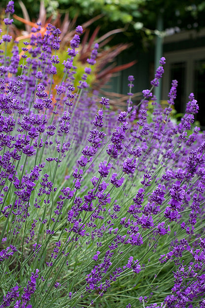 Lavender Hidcote