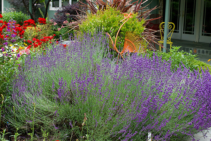 Lavender Hidcote