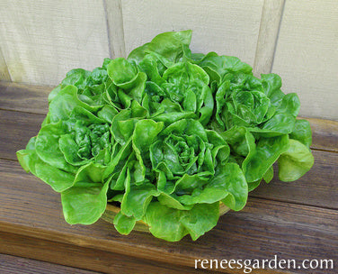 Garden Babies Butterhead