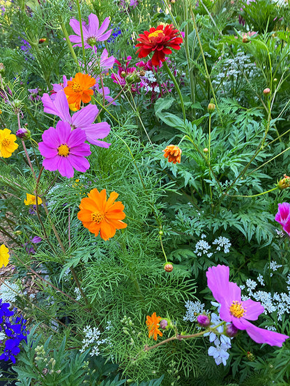 Monarch Butterfly Flowers