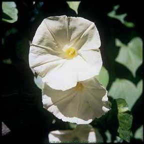 Fragrant Moonflower