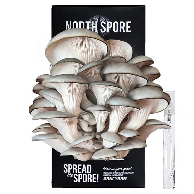 Certified Organic Blue Oyster Mushroom Growing Kit