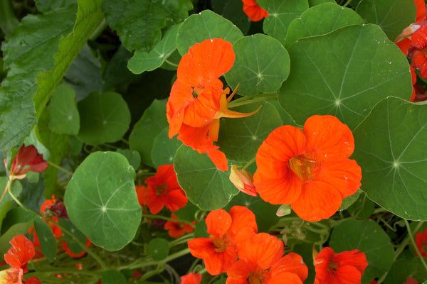 'Spitfire' Climbing Nasturtiums | Renee's Garden Seeds