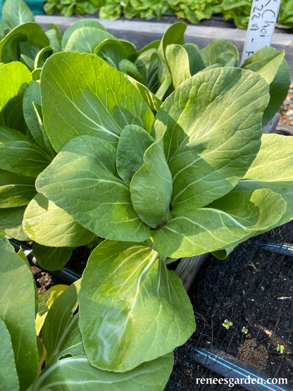 Green Fortune