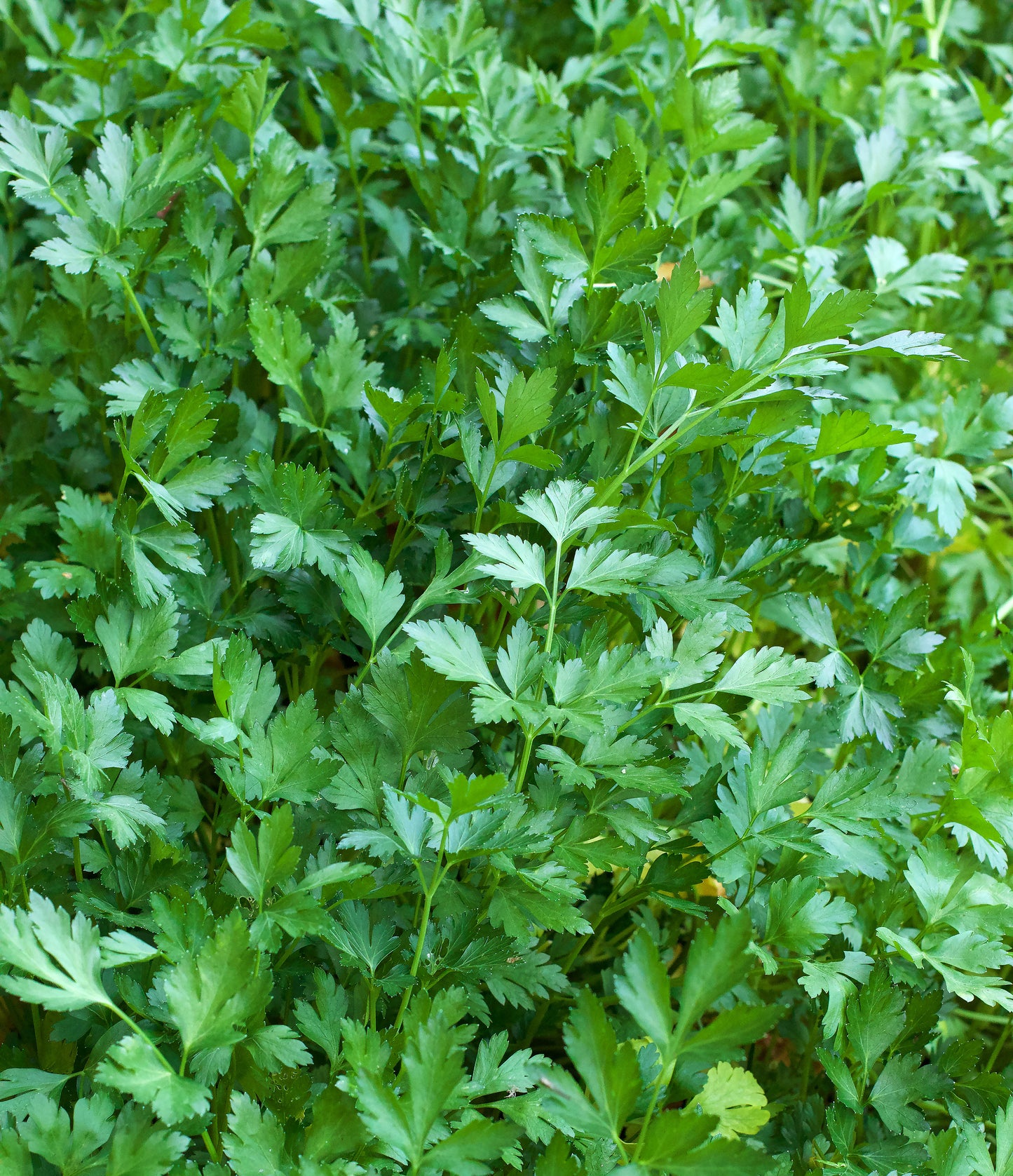 The Container Herb Garden