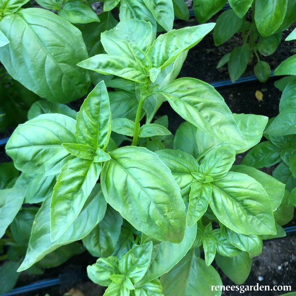 Italian Pesto Basil