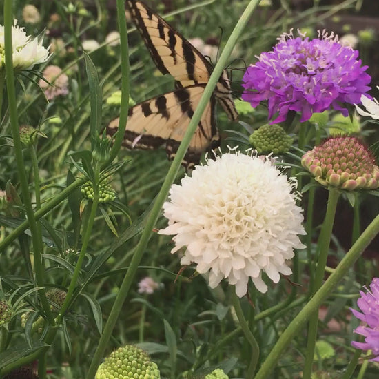 Pollinators on Renee's Garden Scabiosa