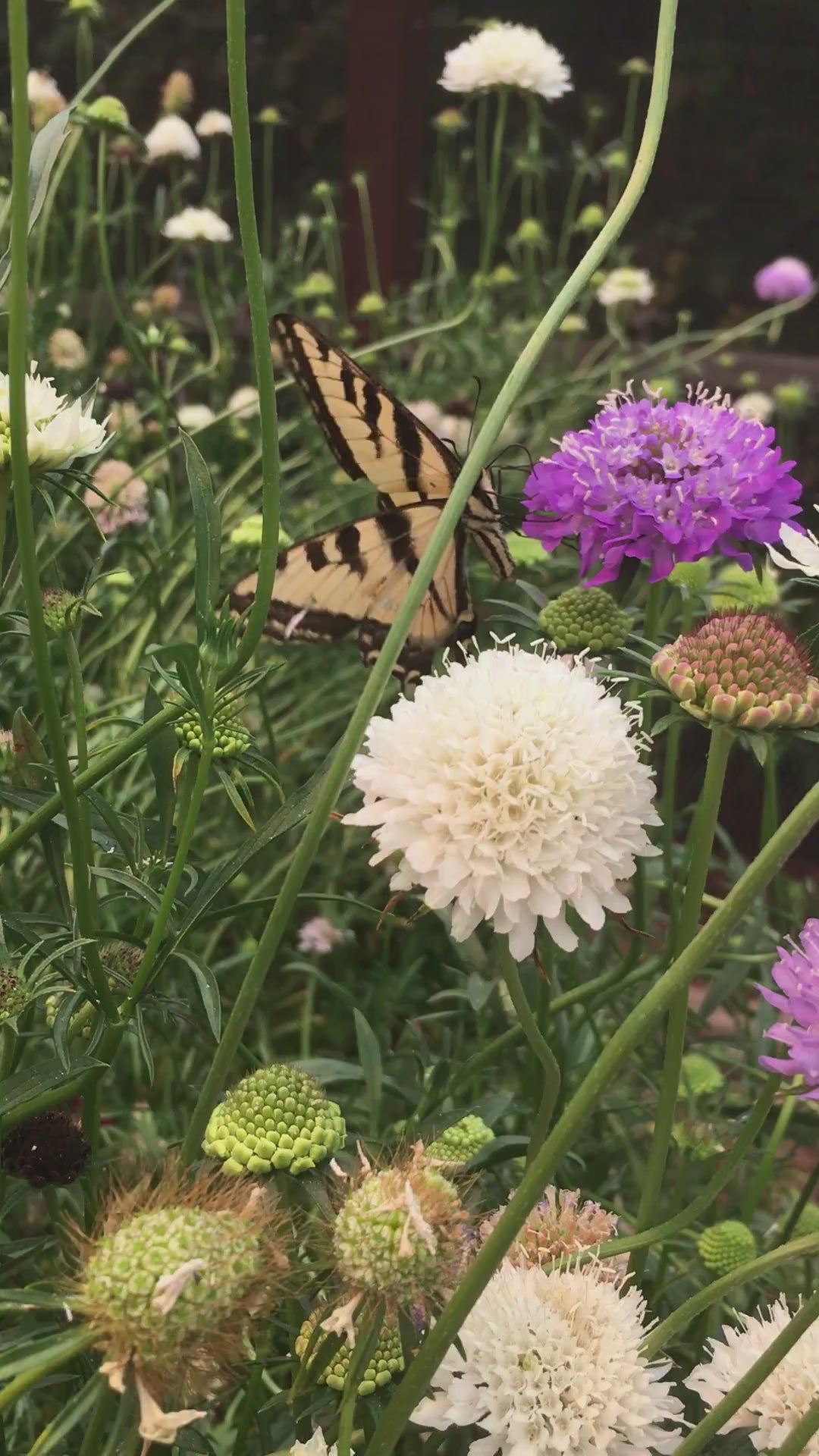 Pollinators on Renee's Garden Scabiosa