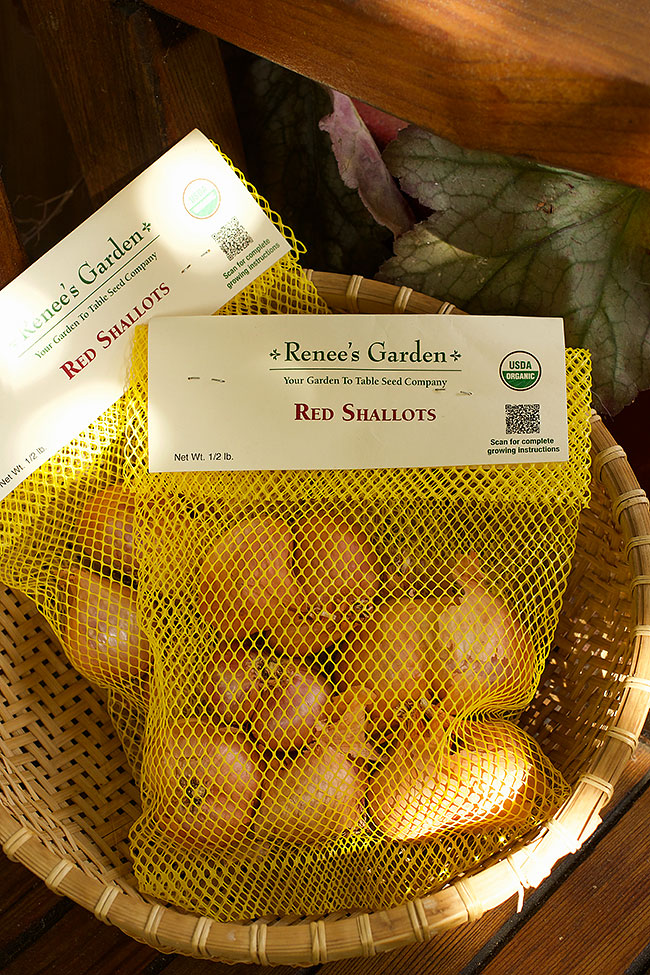 Red Shallots