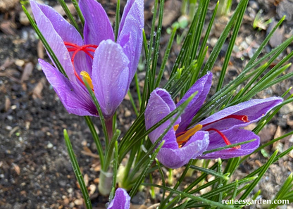 Saffron Crocus Bulbs