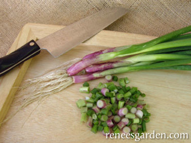 Italian Scallion