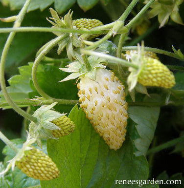 Heirloom Pineapple