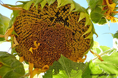 The Birds & Bees Sunflowers