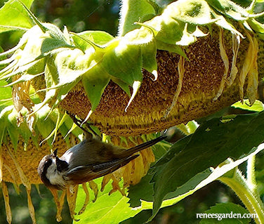 The Birds & Bees Sunflowers