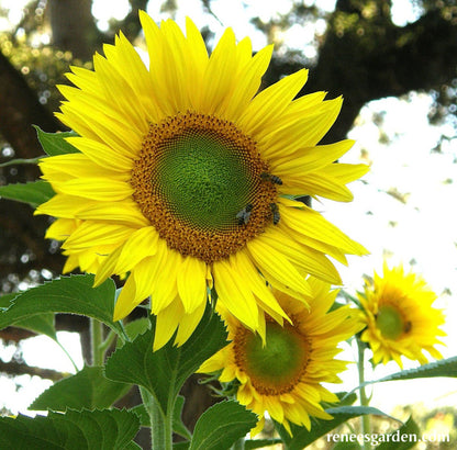 The Birds & Bees Sunflowers