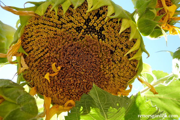 The Birds & Bees Sunflowers