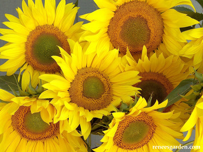 The Birds & Bees Sunflowers