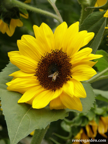 'Sundancer' Border Sunflowers | Renee's Garden Seeds