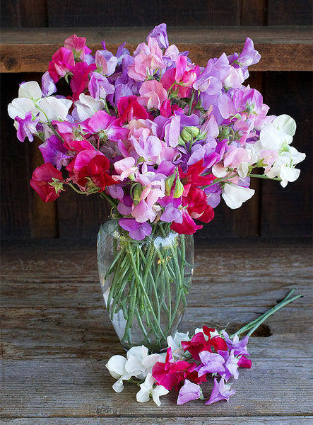 'Chiffon Elegance' Early Blooming Sweet Peas | Renee's Garden Seeds