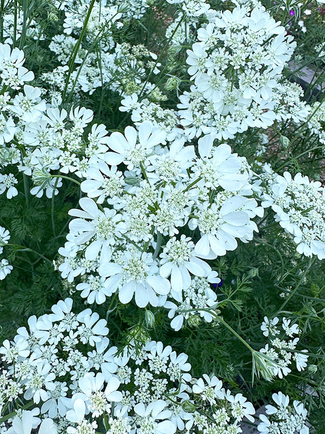 White Lace Orlaya