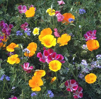 Colorful & Carefree Annual Wildflowers