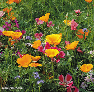 Colorful & Carefree Annual Wildflowers