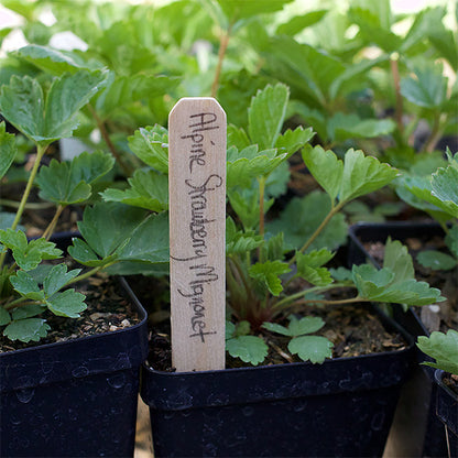 Natural Wooden Plant Stakes