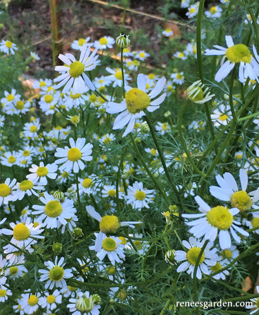 Bodegold Chamomile