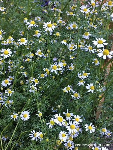 Bodegold Chamomile