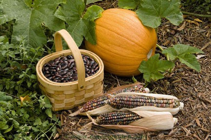 Native American Three Sisters Garden