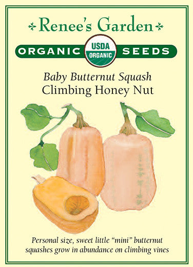 Climbing Honey Nut