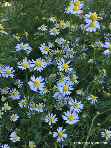 Bodegold Chamomile