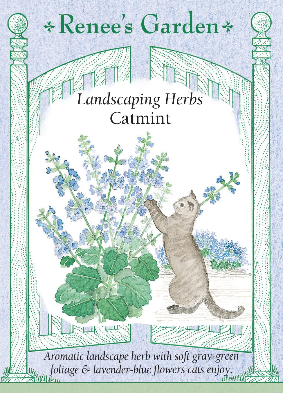 Catmint