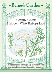 Queen Anne's Lace - (Bishop's Flower) Seeds – Vermont Wildflower Farm