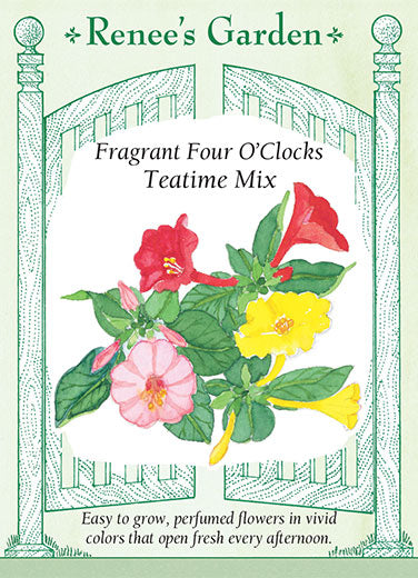 'Teatime Mix' Fragrant Four O'Clocks | Renee's Garden Seeds