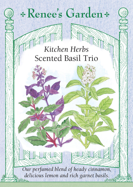 Scented Basil Trio Kitchen Herbs Renee s Garden Seeds